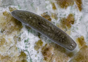 Planaria torva