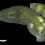 Macrostomum sp.