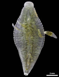 Helobdella stagnalis