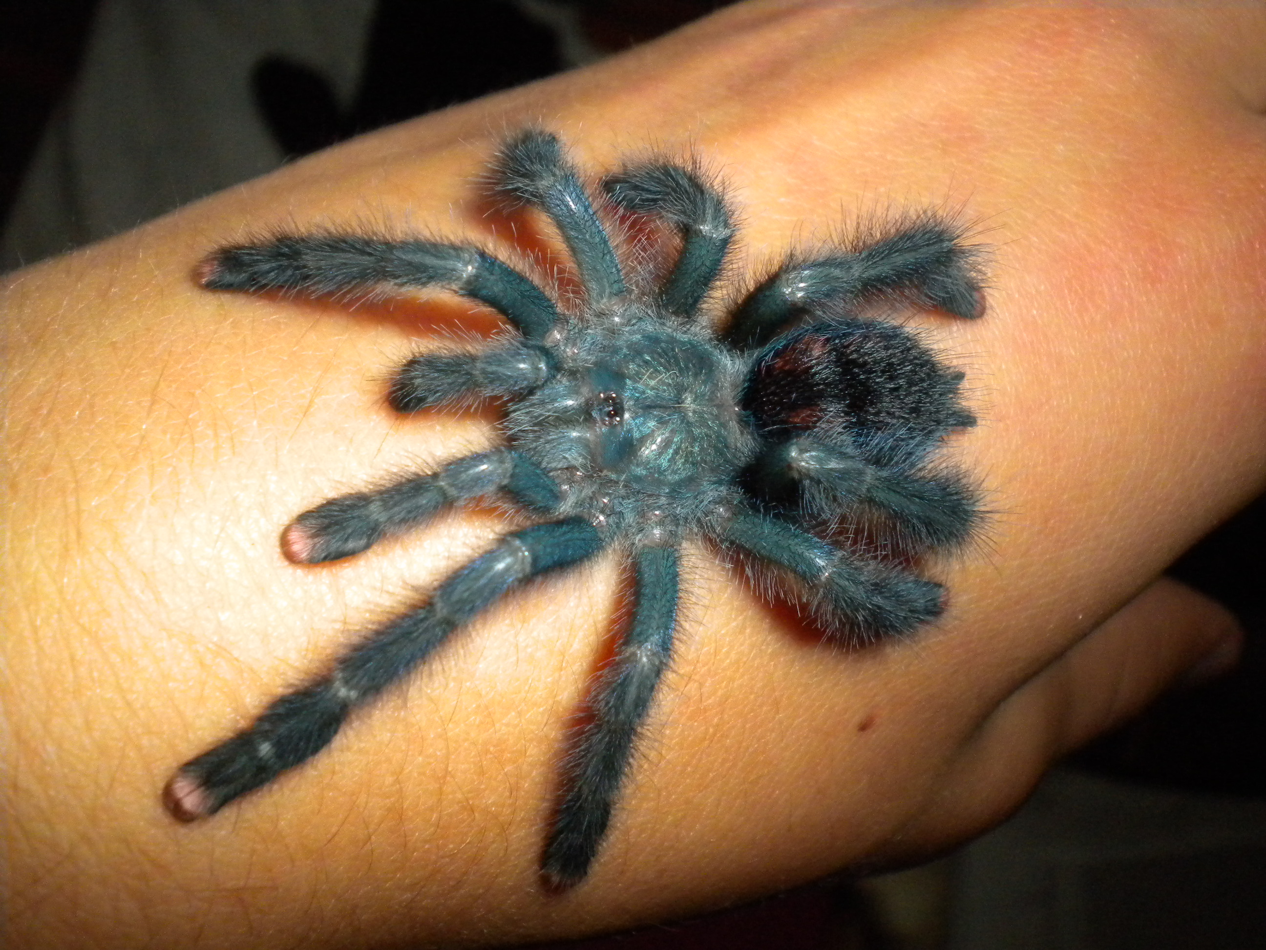 Avicularia Geroldi