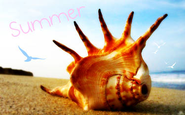 SUmmer Shells