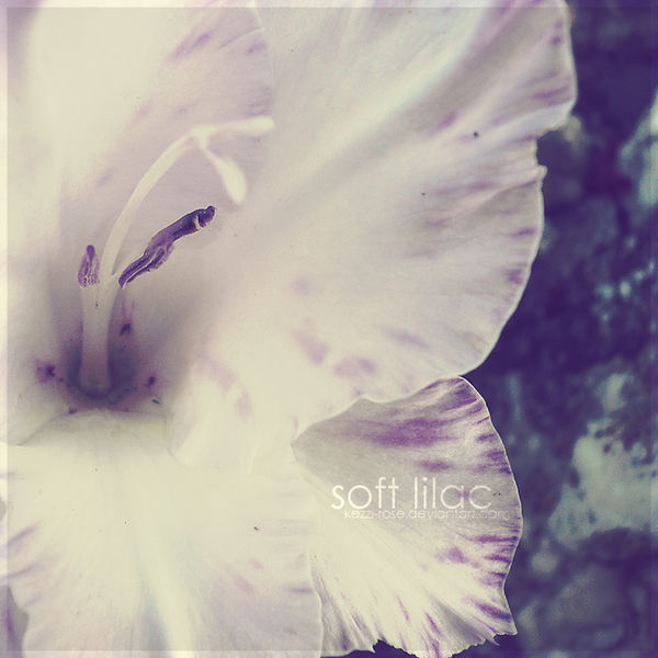 Soft Lilac