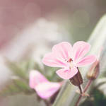 Tiny Pink by Kezzi-Rose