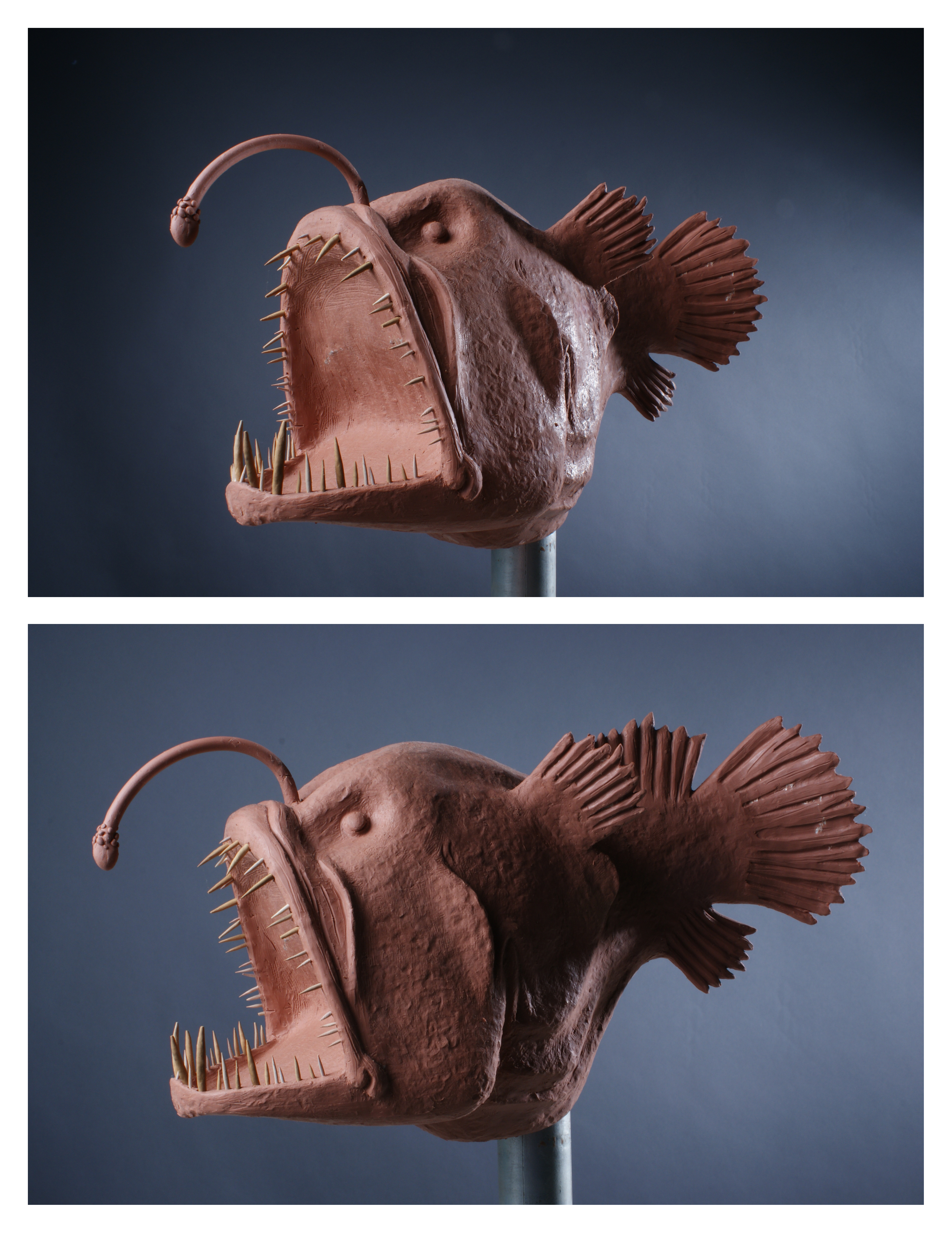 angler fish portfolio