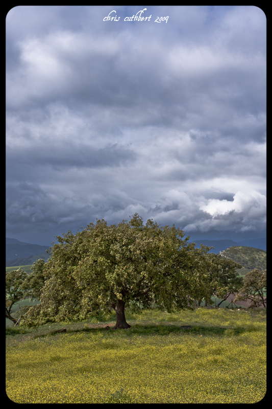 meadow 2