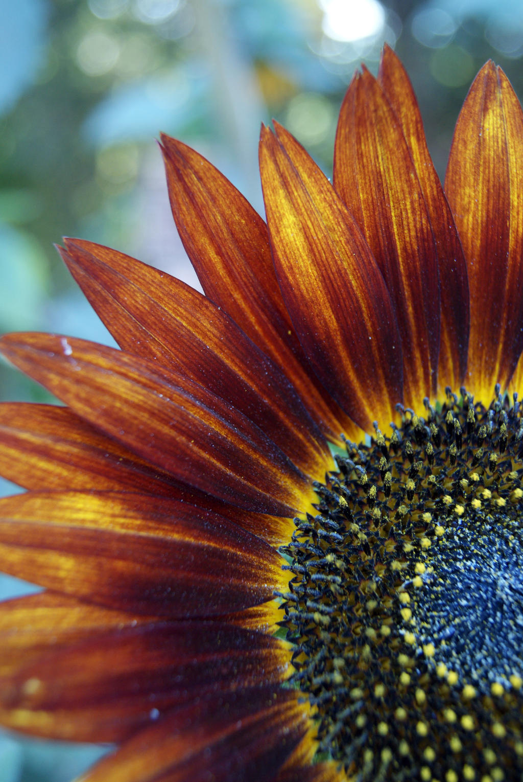 .: Cold Core :. by spiderettes on DeviantArt