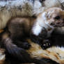 Reyz the softmount marten