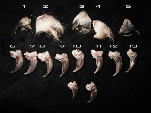 Wolves Claws Grey wolf claws for sale by WoroTax on DeviantArt