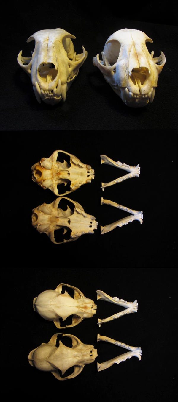 European lynx skulls