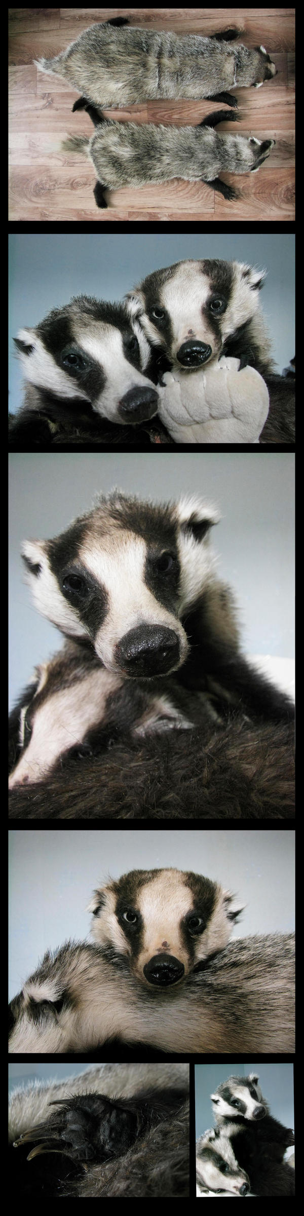 European badger soft mount FOR SALE!