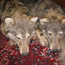 Wolf soft mount for sale