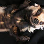 European badger soft mount FOR SALE!