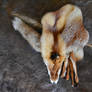 Red fox