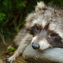 Racoon