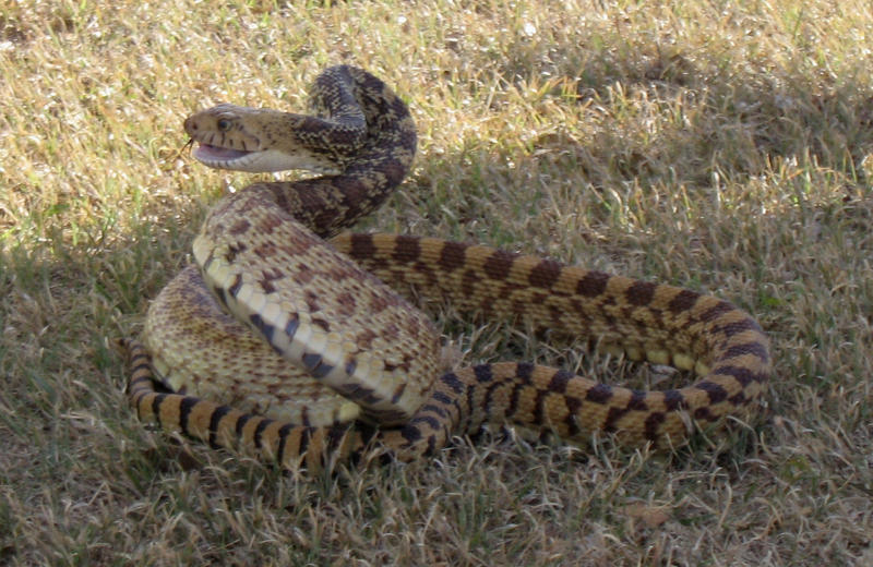 Bullsnake