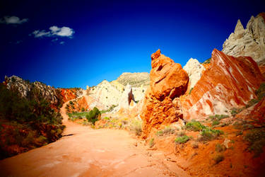 Drive Through a Desert Wonderland