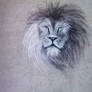 Lion Chalk Drawing