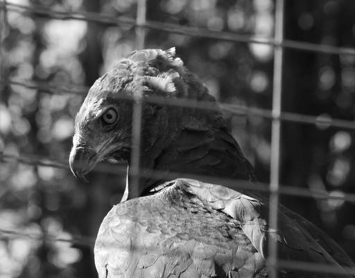 The original photo of the martial eagle