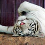 Photogenic Tiger