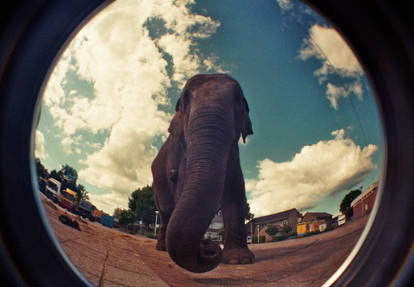 elephant 05