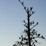 Cormorants at Lake