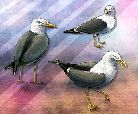 Technicolor Dream Seagulls