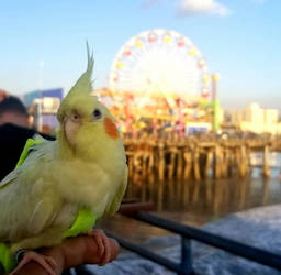 Cockatiel at Pier