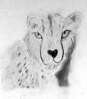 Cheetah Study