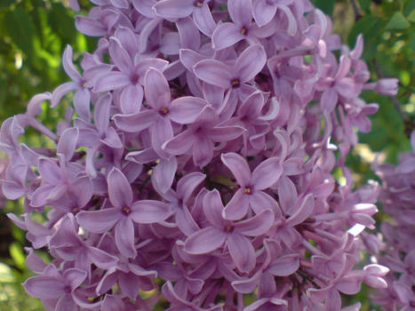 Lilac