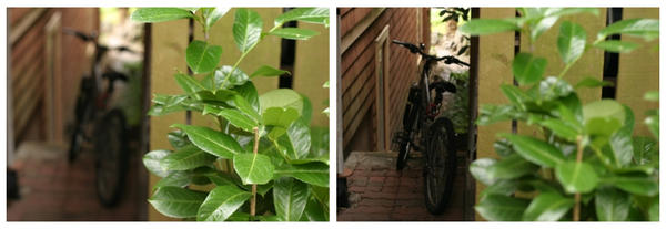 bike_bush