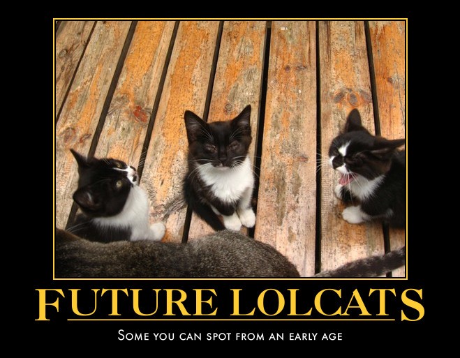 Lolcat poster by Yanagi-no-Yume on DeviantArt