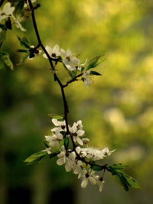 Shower of petals by Yanagi-no-Yume