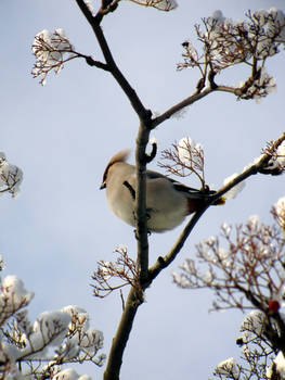 Waxwing banquet IV