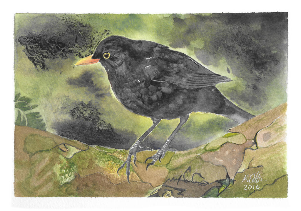 Blackbird on the Mossy Branch