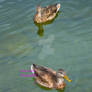 Two Hen Mallards