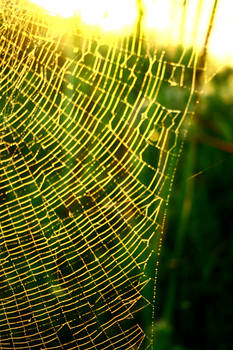 spider's web