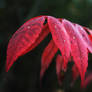 Red Leaves