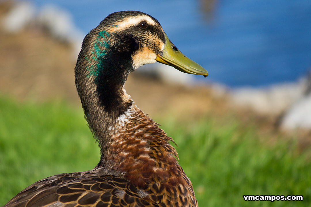 What the DUCK? by vmcampos