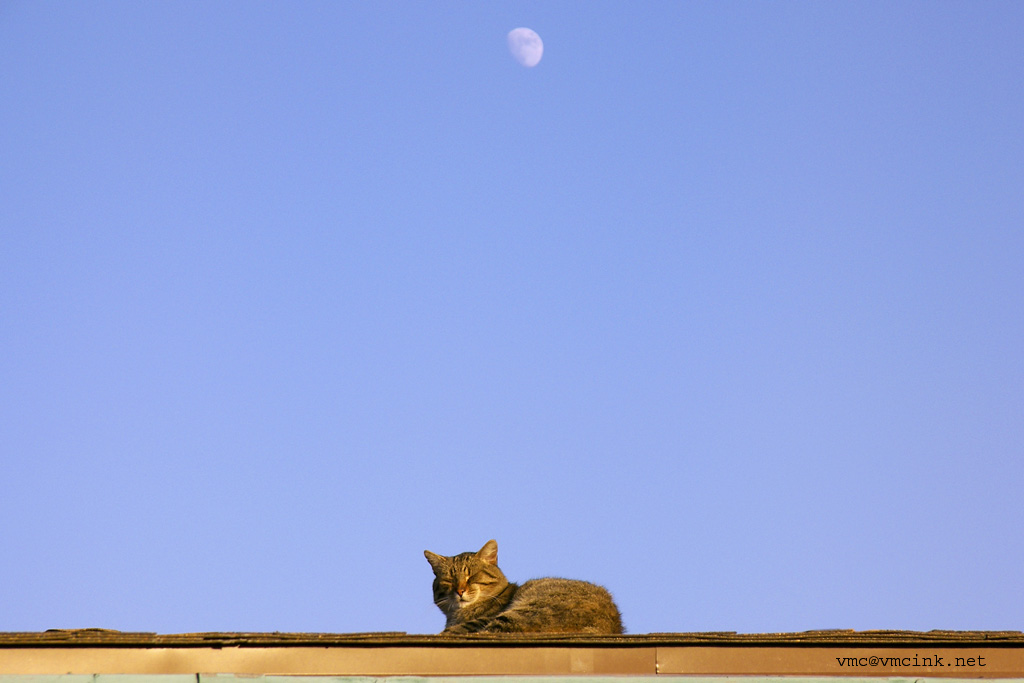 Lazy Cat, Distant Moon