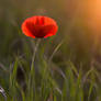 Poppy flower before sunset