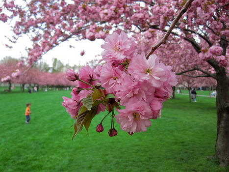 Cherryblossom