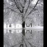 Reflections of Snow