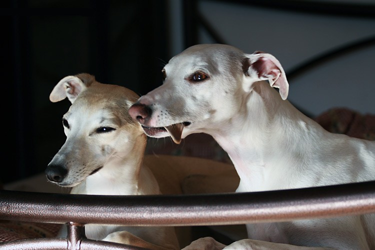 Whippet Wiles with Joke