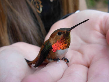 Hummingbird