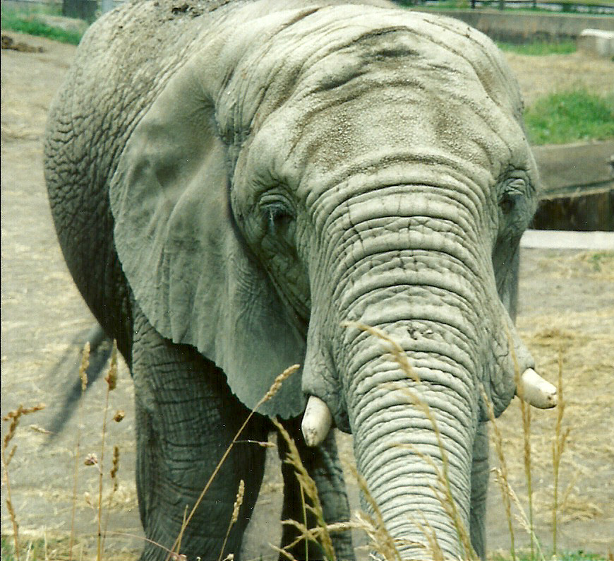 closeup with a giant