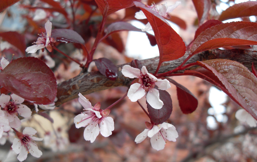 Spring Blossoms