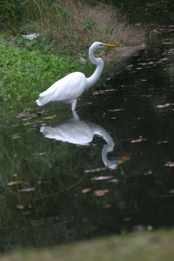 Egret Reflections