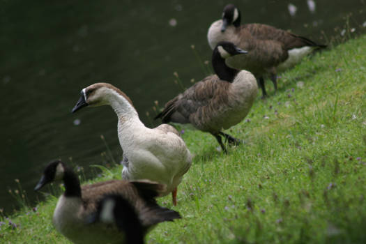 Goofy Geese