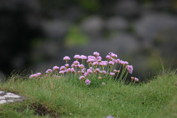 Flowers on the Causeway by Deidreofthesorrows