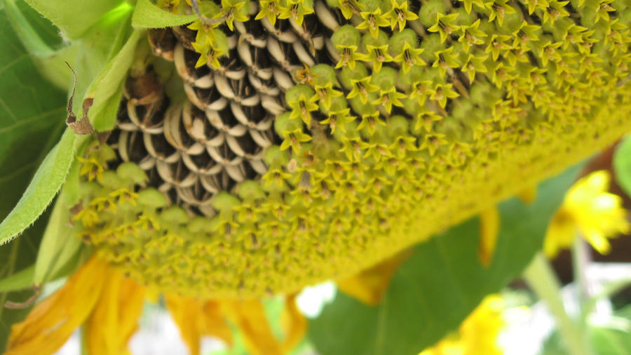 SUN FLOWER